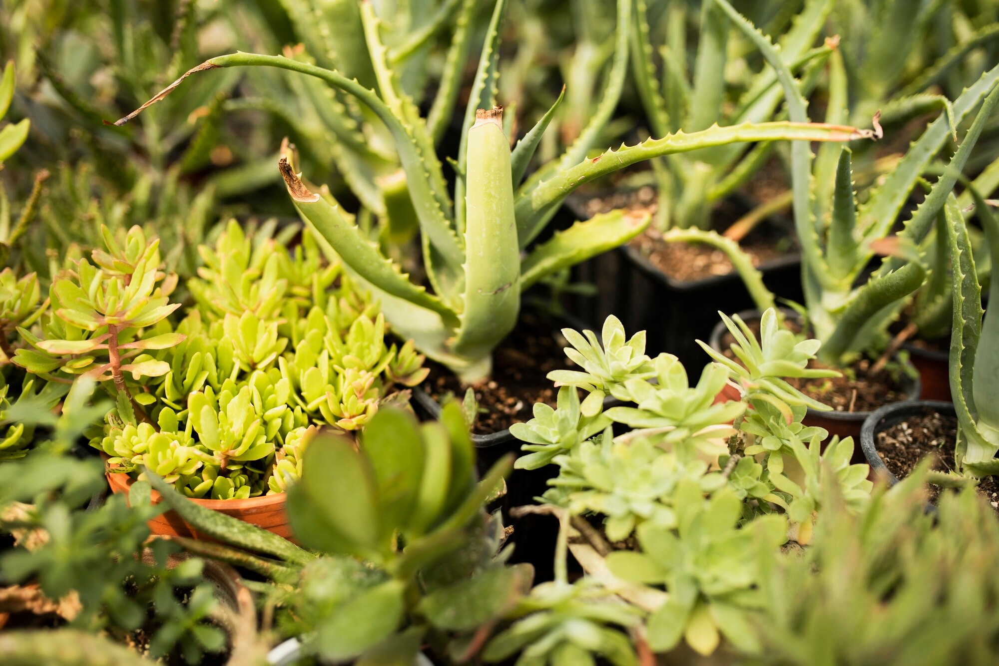 Plantas medicinales mexicanas